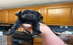 Mixed Breed dogs for sale: Labrador cross puppies - Image 5