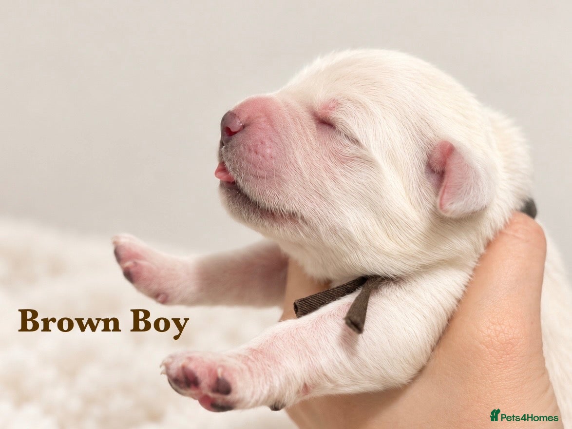 Golden Retriever dogs KC Champion line puppies from DNA tested parents  - Advert 1