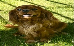 Cavalier King Charles Spaniel dogs for sale: 2 Cavalier sisters 3 years old  - Image 6