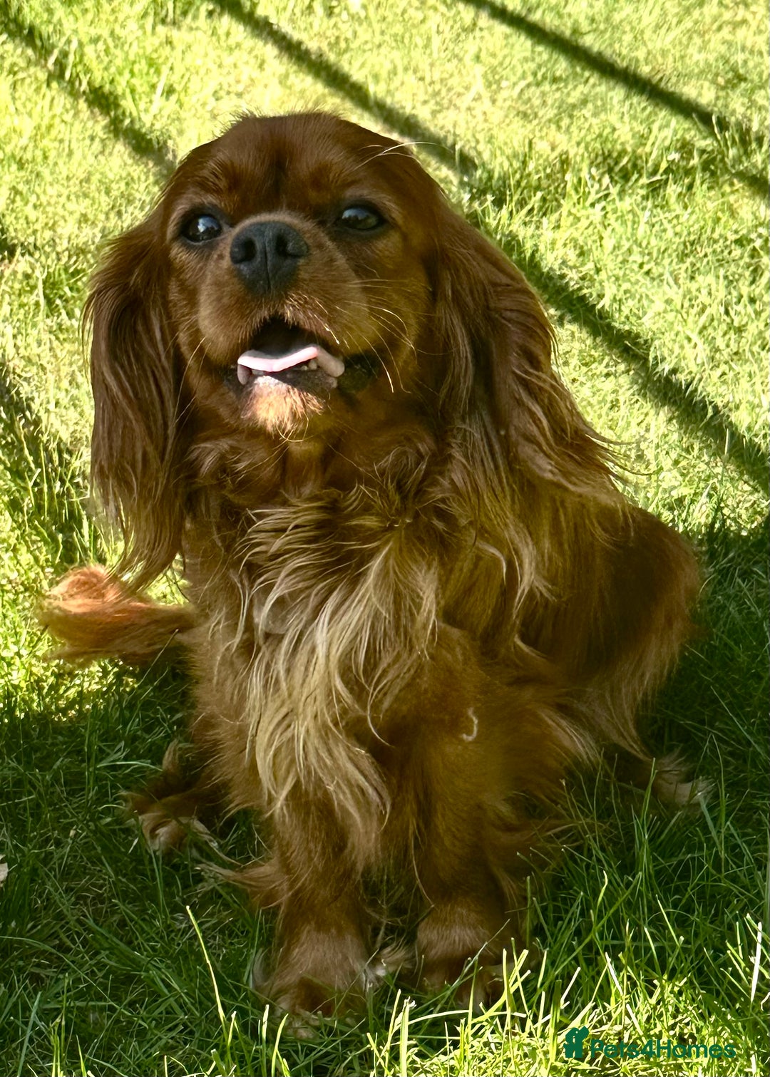 Cavalier King Charles Spaniel dogs for sale: 2 Cavalier sisters 3 years old  - Image 6