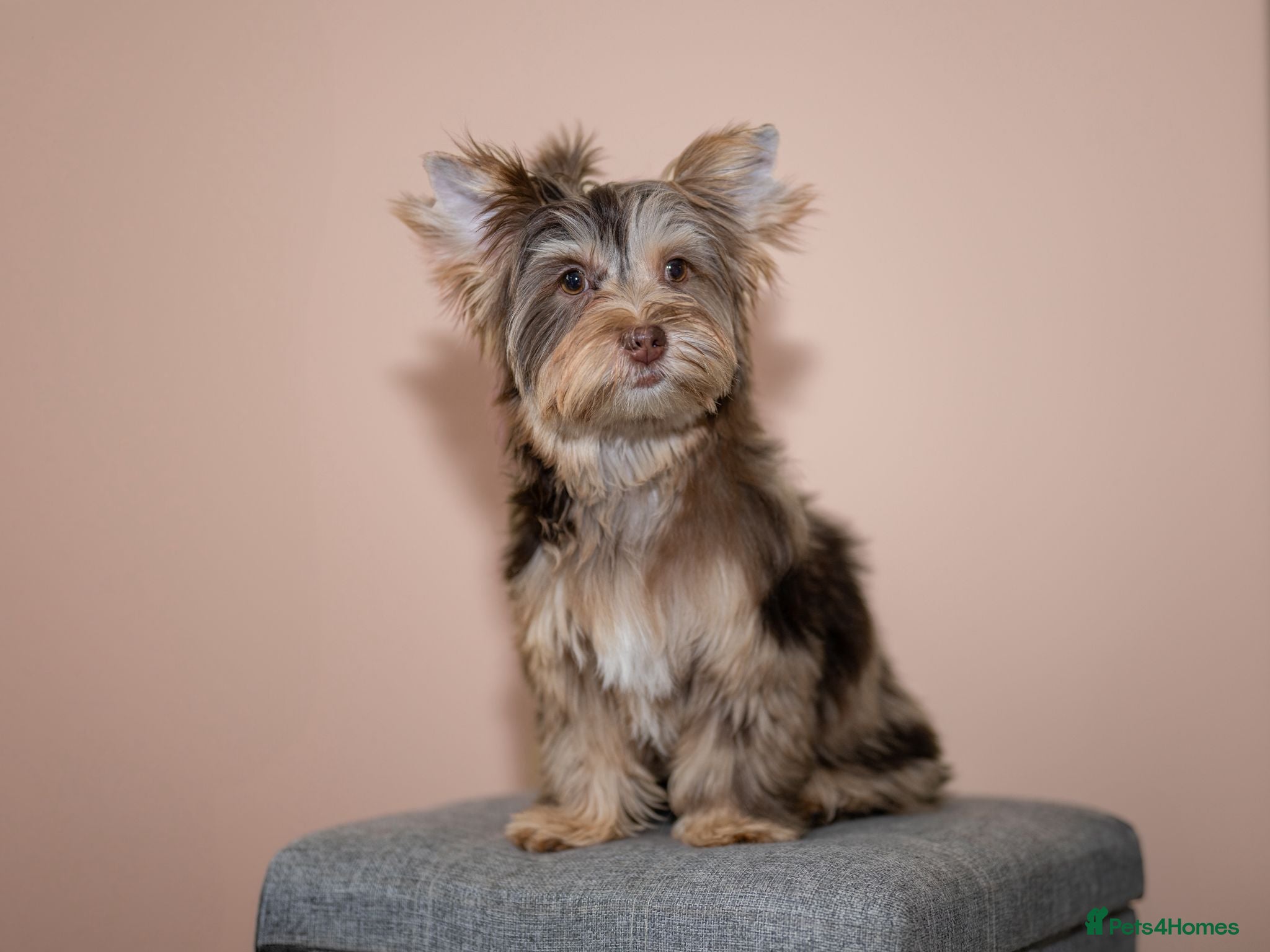 Yorkshire Terrier dogs Yorkshire Terrier – Merle / Chocolate puppies**    - Advert 2