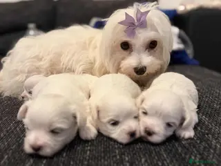 Maltese dogs Korean maltase puppies for sale - Advert 14