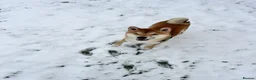 Japanese Shiba Inu dogs for sale: Japanese Shiba Inu Puppies  in Chester - Advert 6