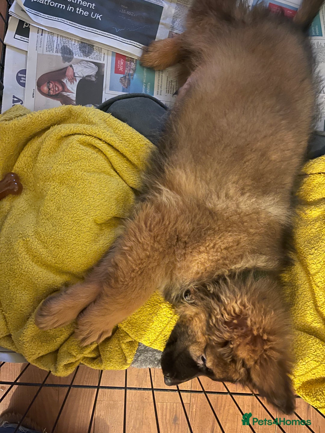 German Shepherd dogs for sale: German Shepherd MALE - Huge  - Advert 25