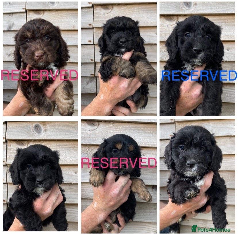 Cockapoo dogs F1 Cockapoo puppies  - Advert 15