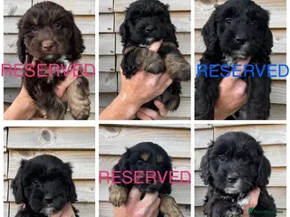Cockapoo dogs F1 Cockapoo puppies - Advert 15