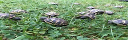 Hermann Tortoise reptiles for sale: Hermann's & Spur-thighed - Advert 1