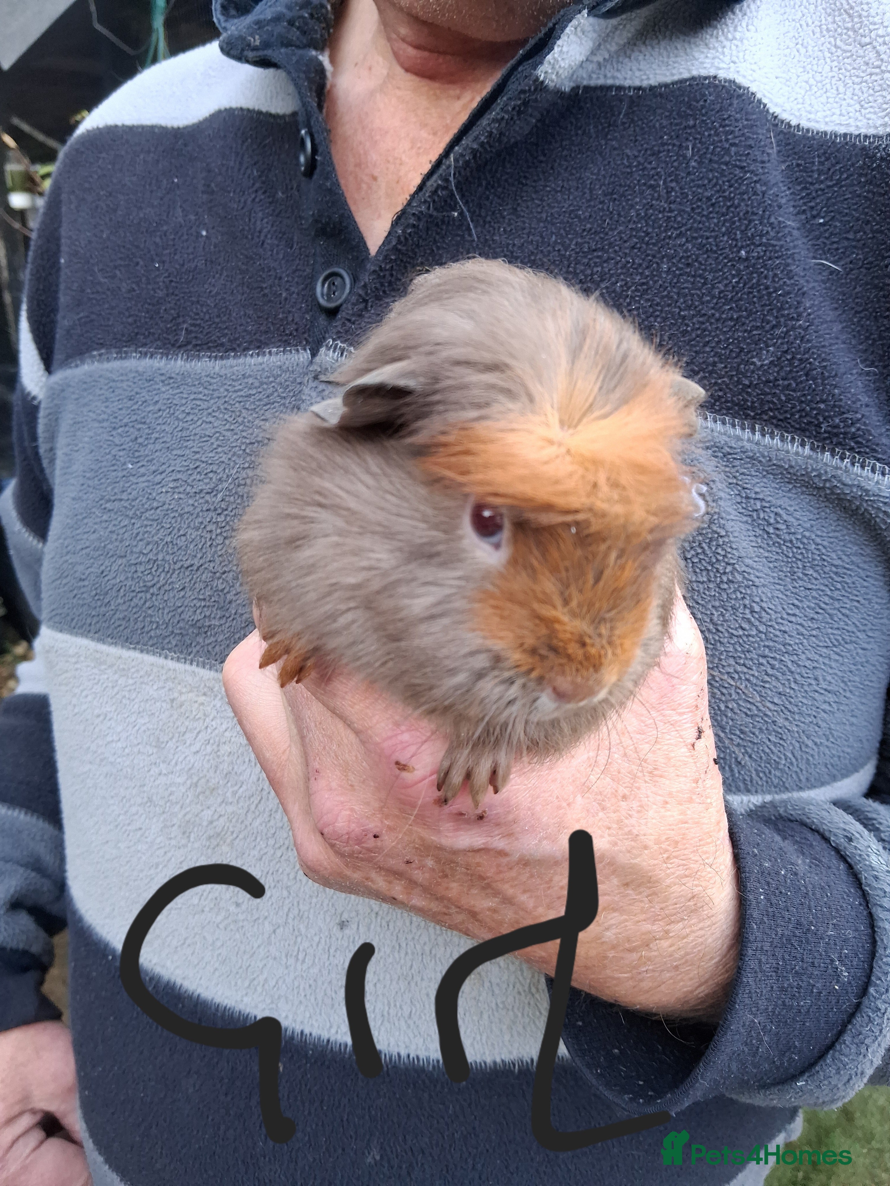 Guinea Pig rodents 11 baby guinea pigs for sale - Advert 12