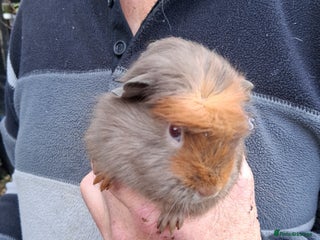 Guinea Pig rodents 11 baby guinea pigs for sale - Advert 17