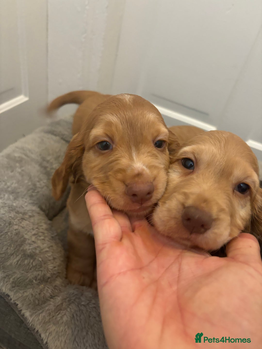 Cocker Spaniel dogs for sale: Chunky playful full Pedigree show type kc parents - Image 11