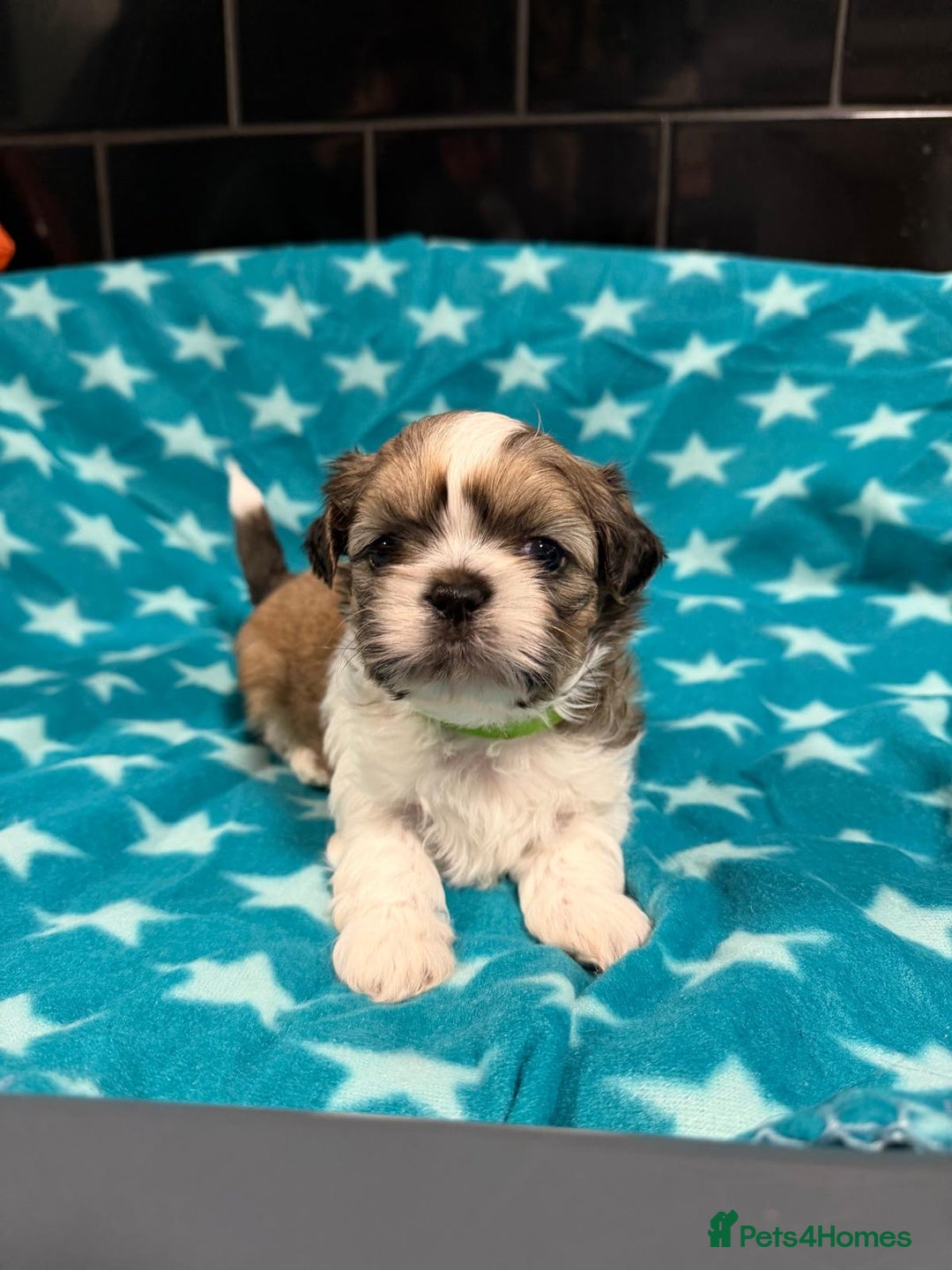 Mixed Breed dogs for sale: Shision/shitzu pups  - Advert 4