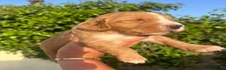Cocker Spaniel dogs for sale: Outstanding cocker spaniel puppies - Advert 1