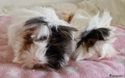 Guinea Pig rodents for sale: Pure Peruvian Sisters - Image 2