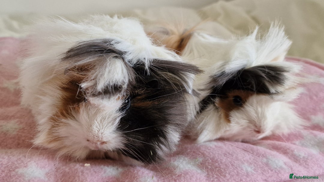 Guinea Pig rodents for sale: Pure Peruvian Sisters - Image 2