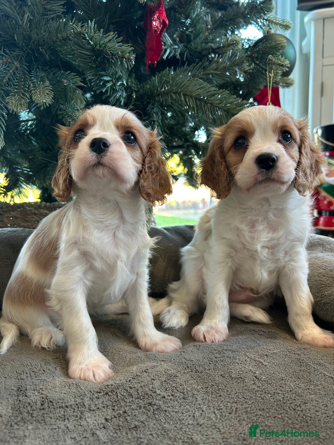 Cavalier King Charles Spaniel dogs for sale: Quality cavalier King Charles spaniel  - Advert 6