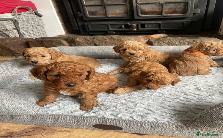 Cockapoo dogs Beautiful cockerpoo F1B - Advert 4