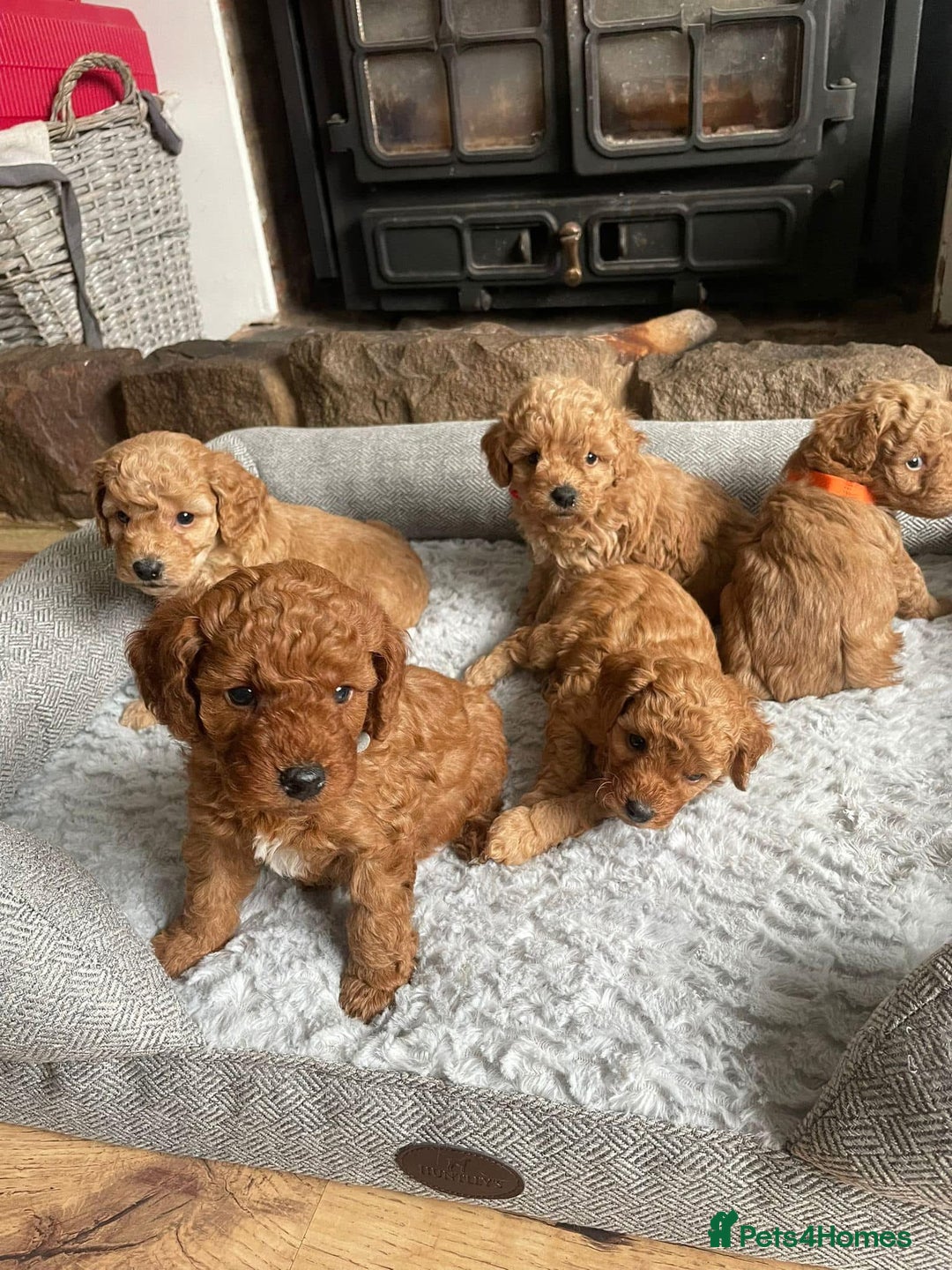 Cockapoo dogs for sale: Beautiful cockerpoo F1B - Advert 1