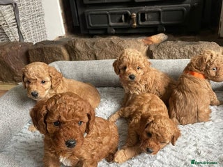 Cockapoo dogs for sale: Beautiful cockerpoo F1B - Advert 1
