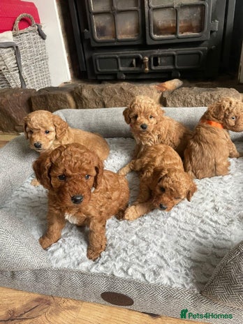 Cockapoo dogs Beautiful cockerpoo F1B - Advert 4