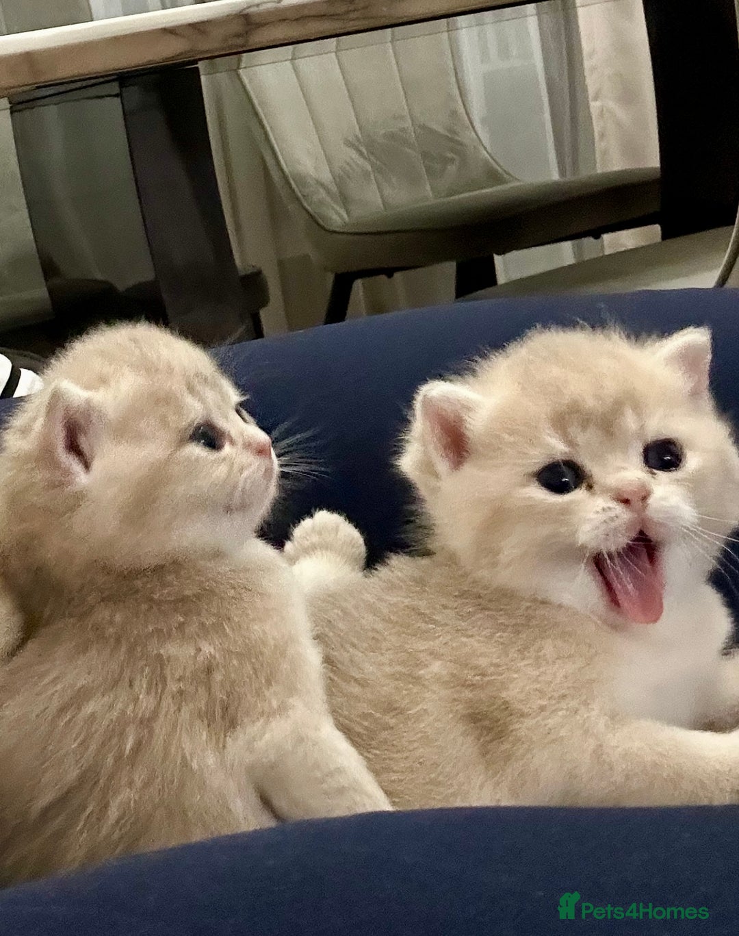 British Shorthair cats for sale: British Shorthair Golden & Bluegolden kitten GCCF - Image 31