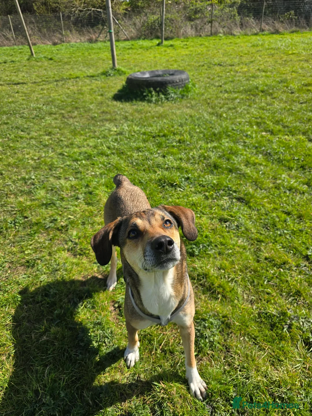Mixed Breed dogs for adoption: Little Nellie needs a home - Advert 2