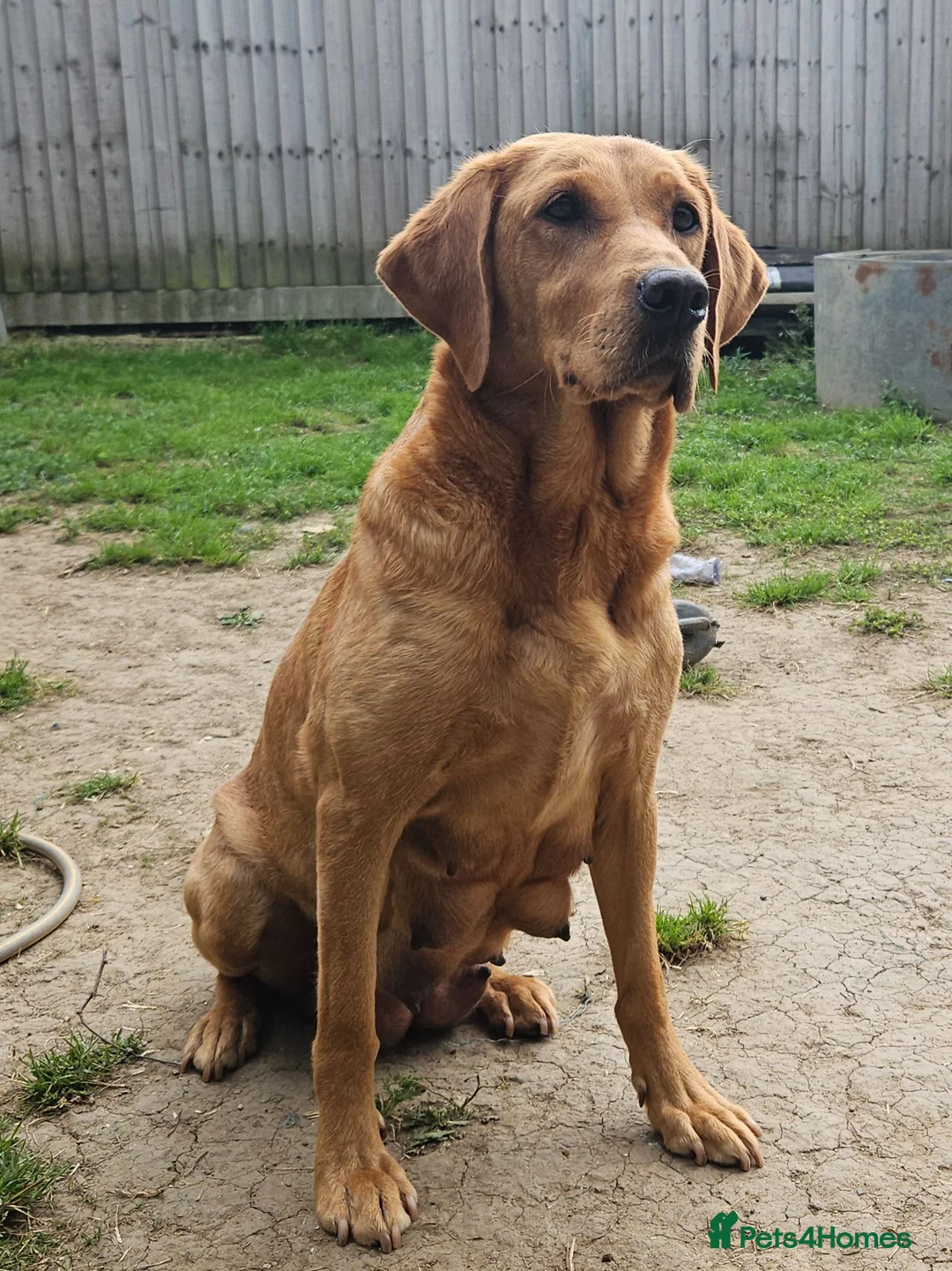 Labrador Retriever dogs for sale: KC REG BEAUTIFUL CHUNKY FOX RED LABRADOR PUPPIES in Wisbech - Advert 1