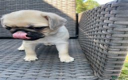 Pug dogs for sale: Pug Puppies  - Image 11
