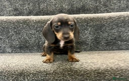 Miniature Dachshund dogs for sale: Miniature dachshund pups - Image 3