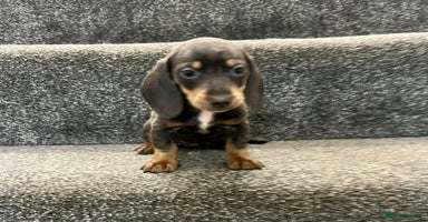 Miniature Dachshund dogs - Advert 2