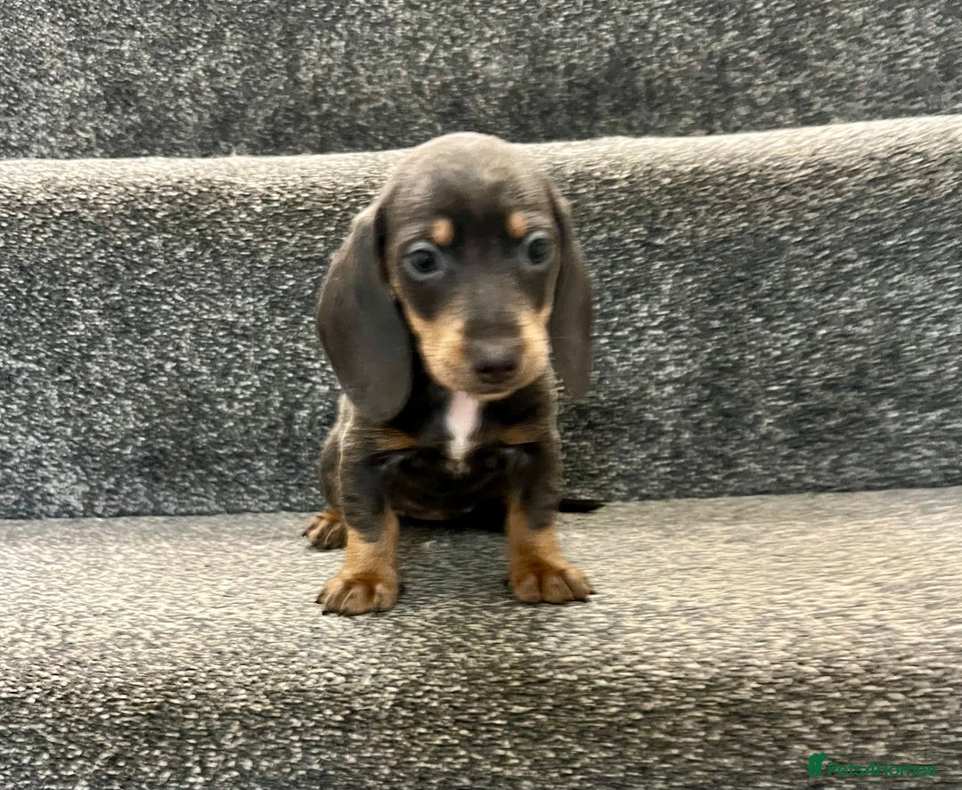 Miniature Dachshund dogs for sale: Miniature dachshund pups - Image 3