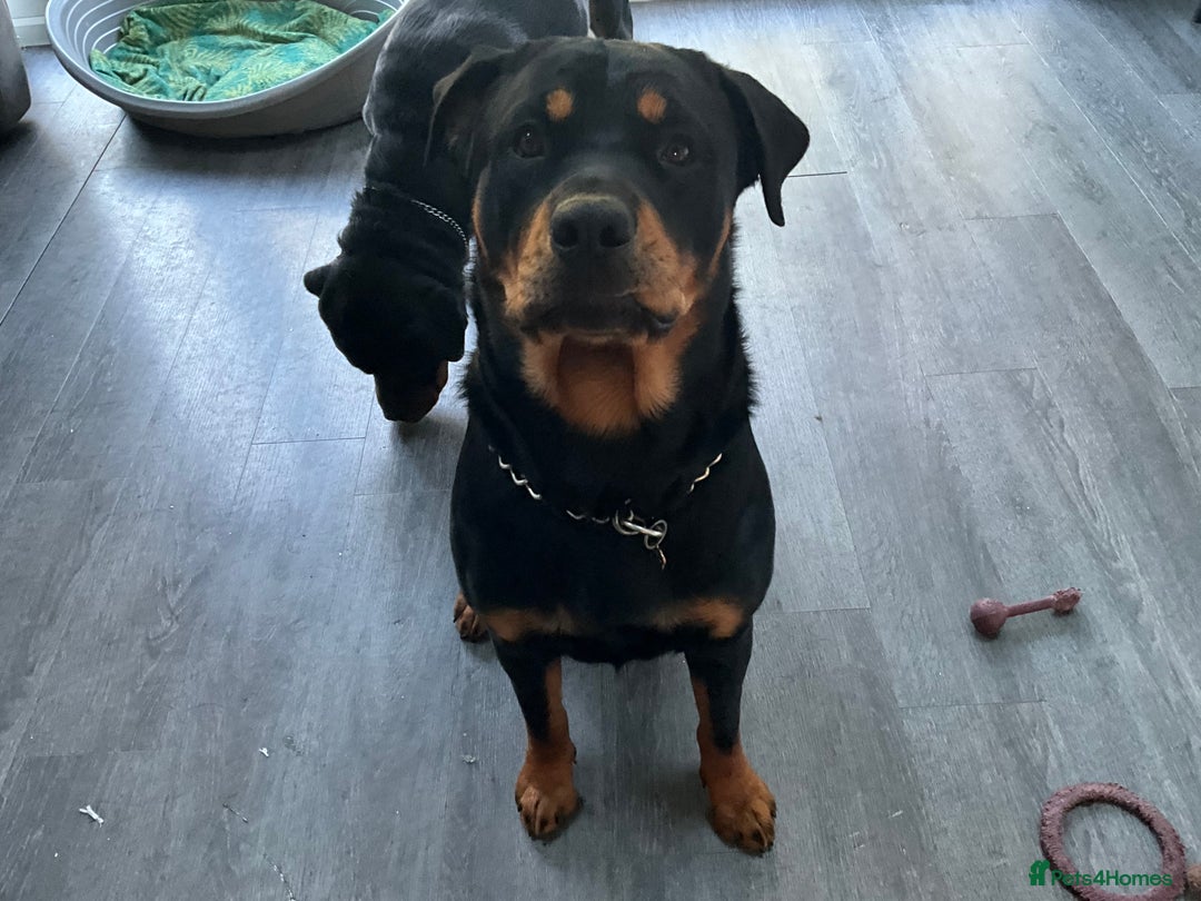 Rottweiler dogs for sale: FEMALE ROTTWEILER  - Advert 1