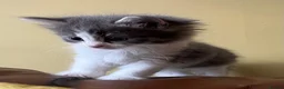 Persian cats for sale: Beautiful Persian Kittens Ready for Forever Homes - Advert 28