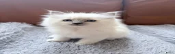 Ragdoll cats for sale: Adorable little Ragdolls  - Advert 24