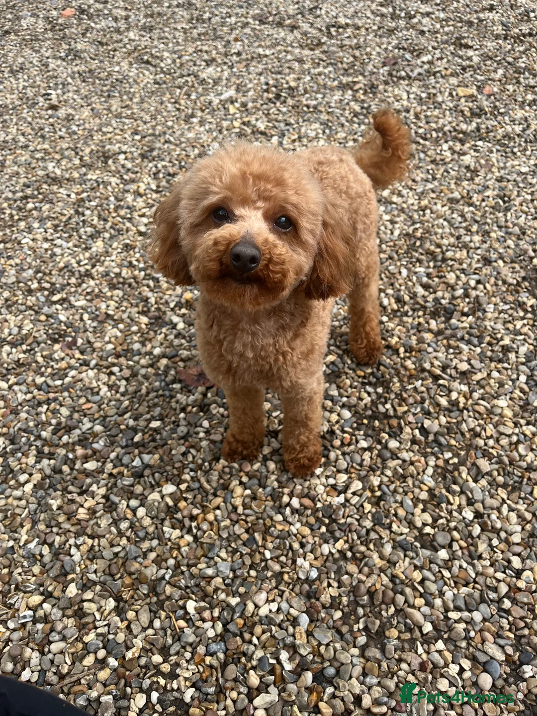 Toy Poodle dogs for stud: 🌹 RED TOY POODLE 9 INCH 2.8 KG HEALTH TESTED 🌹 in Romford - Advert 27