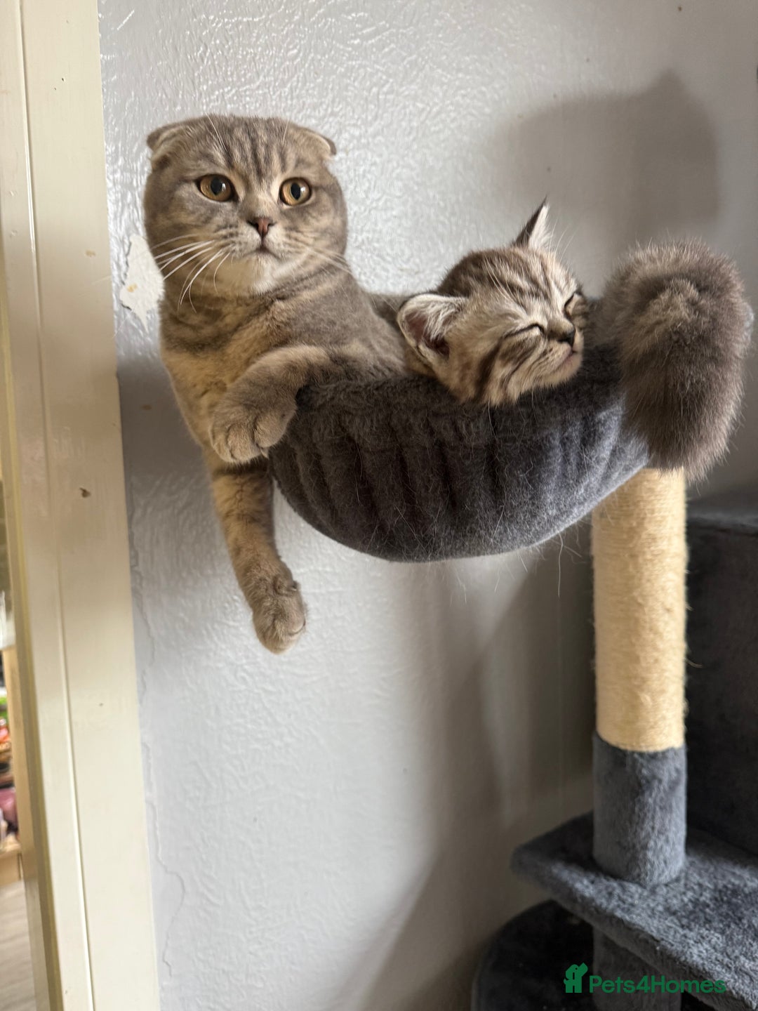 Scottish Fold cats for sale: Scottish fold kittens  - Advert 19