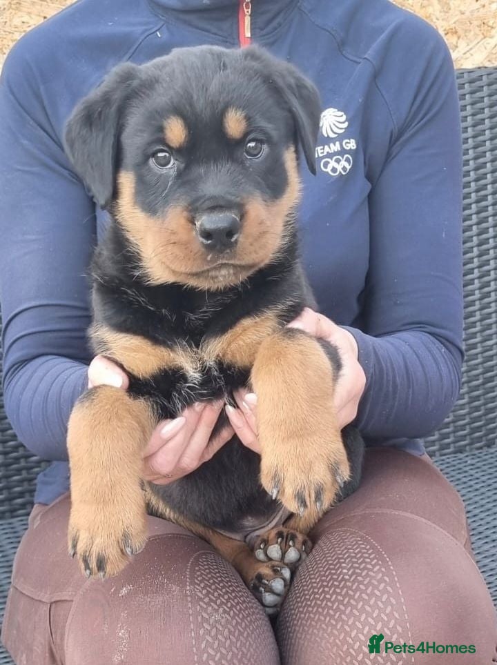Rottweiler dogs Amazing Rottweiler puppies - Advert 1