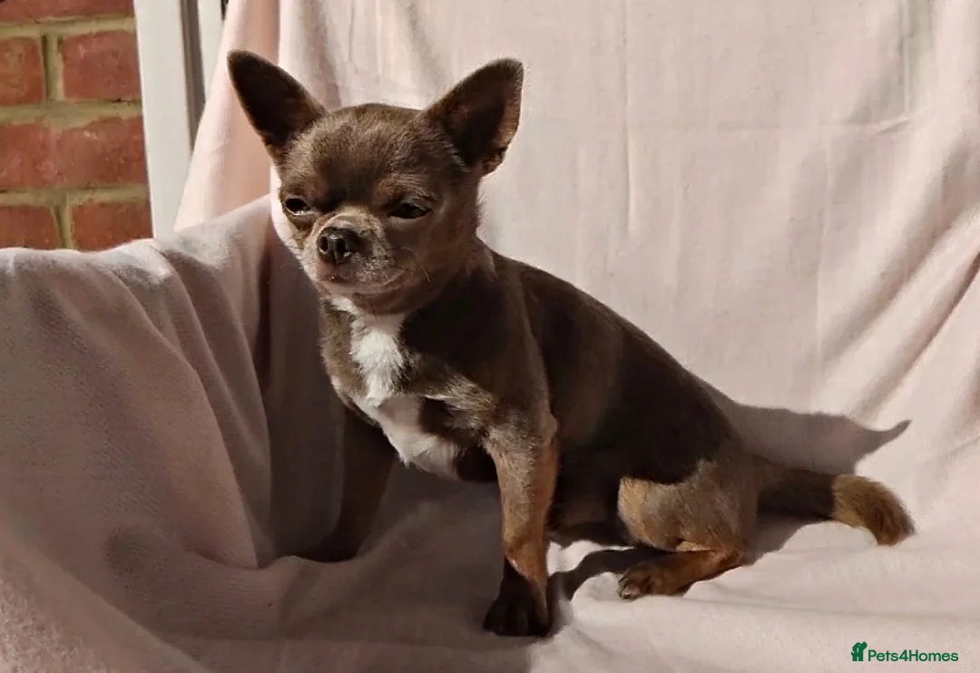 Chihuahua dogs for stud: KC reg-Health tested-PROVEN  - Advert 12