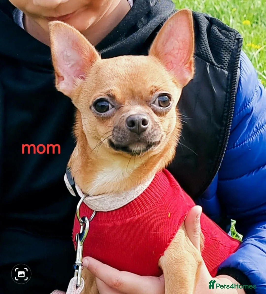 Chihuahua dogs for sale: Chihuahuas in Barnsley - Advert 9