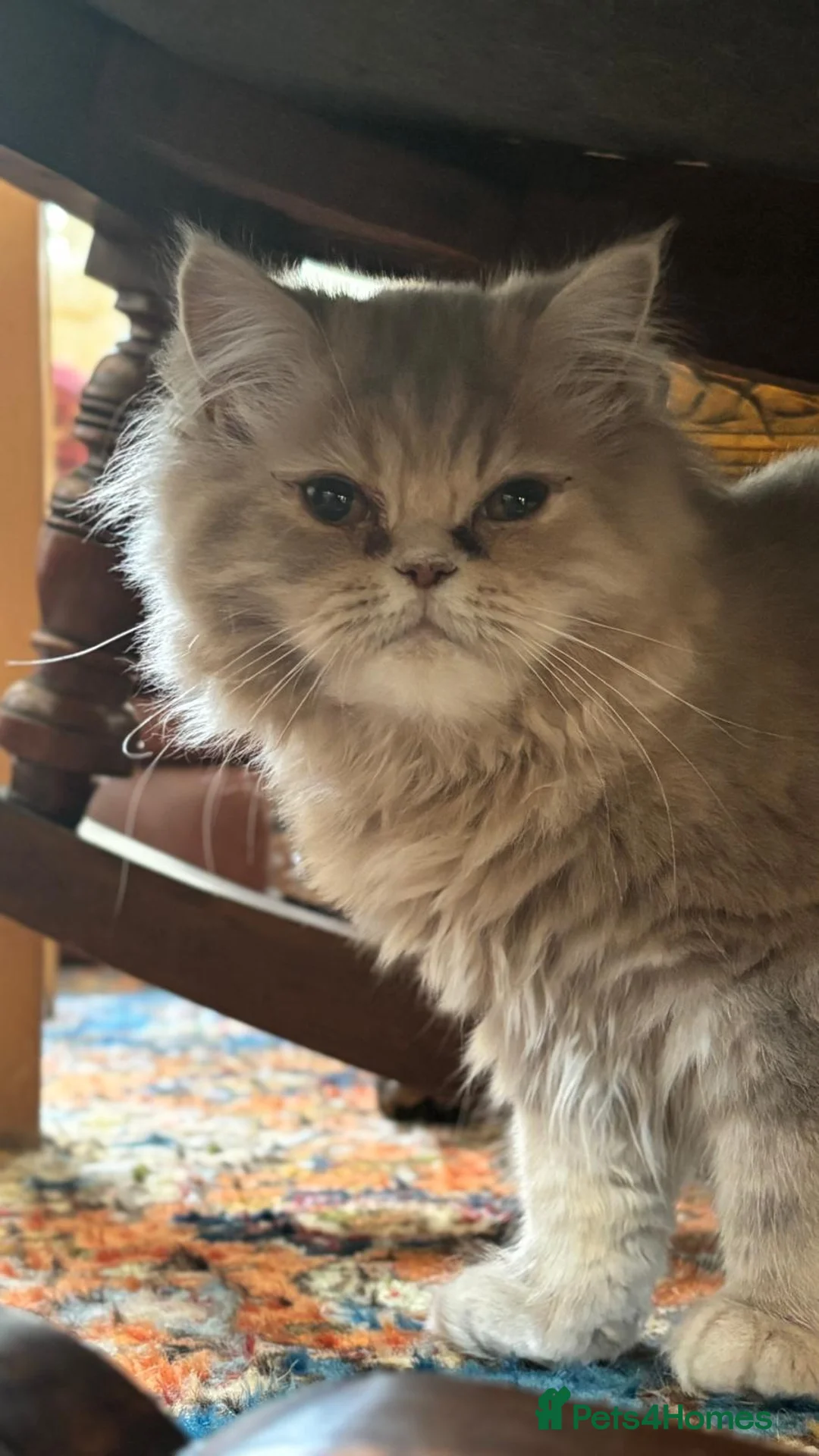 Persian cats for sale: Pure-bred Persian Kittens - Reserve Now - £750 - Advert 8