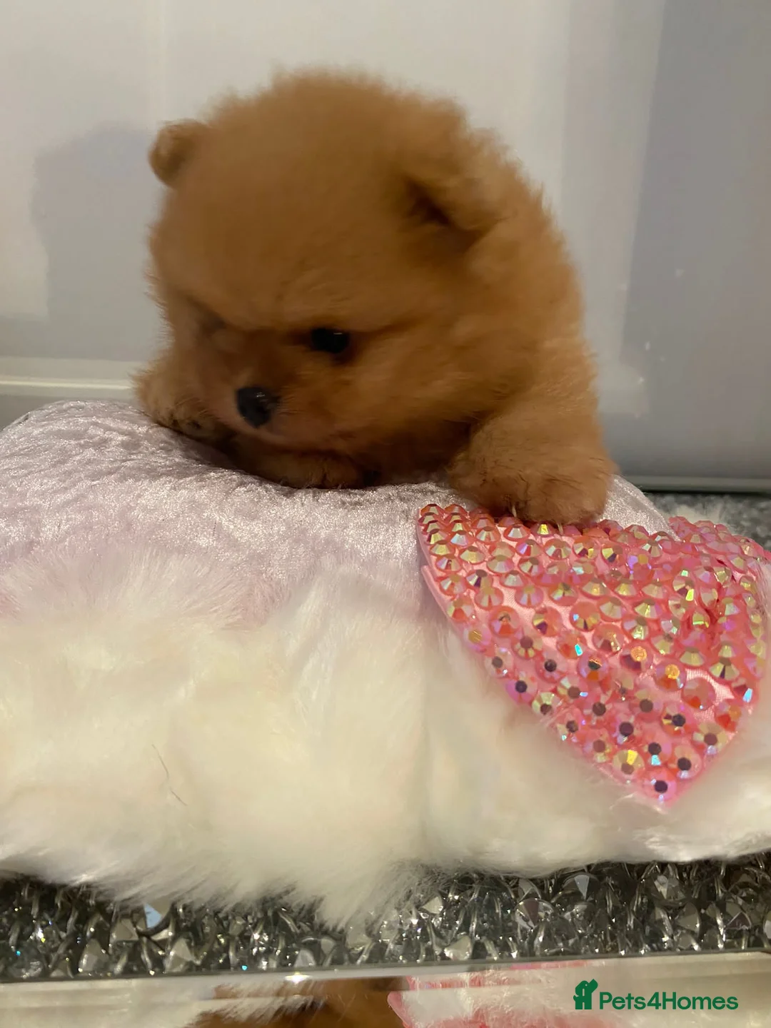 Pomeranian dogs for stud: STUNNING FENDI OPEN AT STUD 🏆CHAMPION SIRED🏆 in Grays - Advert 3