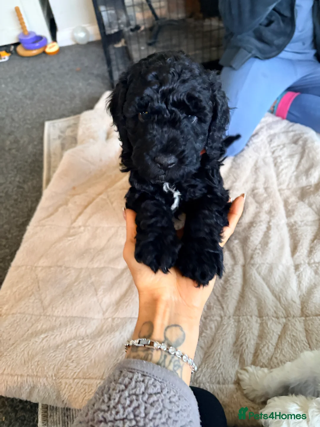 Cockapoo dogs for sale: F1B cockapoos last boy left  - Advert 31