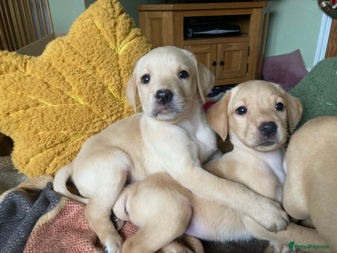 Labrador Retriever dogs for sale: Affectionate and adorable Labrador Puppies - Image 15