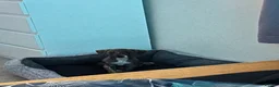 Lurcher dogs for sale: 11 month old lurcher  Zeeke - Advert 7