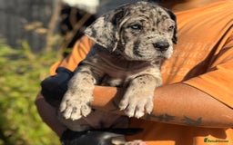 Mixed Breed dogs for sale: Last Four Mastiff pups available  - Image 33
