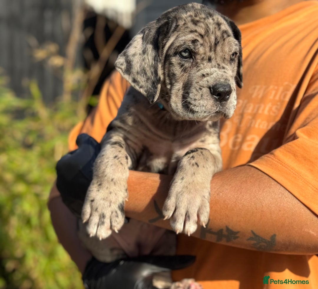 Mixed Breed dogs for sale: Last Four Mastiff pups available  - Image 33