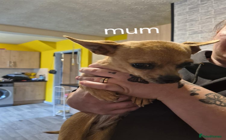Chihuahua dogs - Advert 1