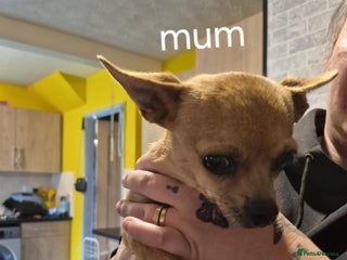 Chihuahua dogs - Advert 9