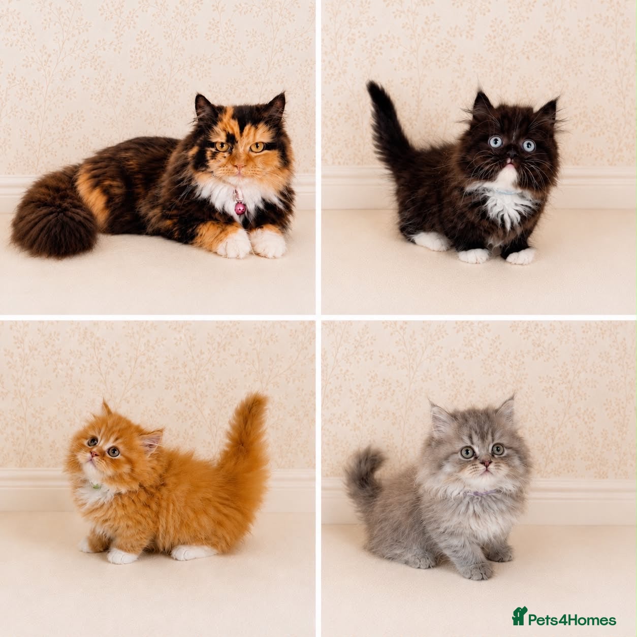 Munchkin cats Rare Munchkin Minuet (Persian Munchkin) Kittens  - Advert 2