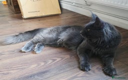 Maine Coon cats for sale: Two beautiful blue smoked mainecoon girls 4 sale  - Image 19
