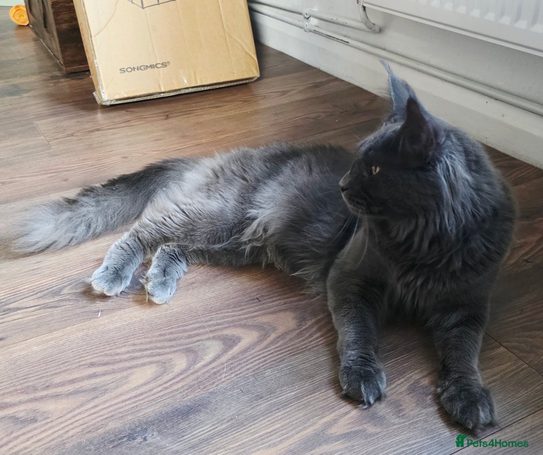 Maine Coon cats for sale: Two beautiful blue smoked mainecoon girls 4 sale  - Image 19